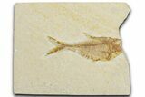 Bargain, Fossil Fish (Diplomystus) - Wyoming #355599-1